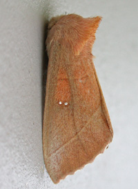White-dotted Prominent
